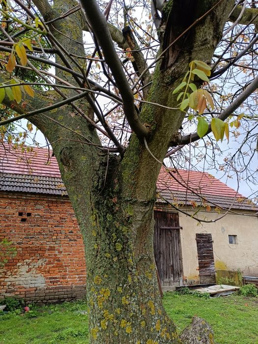 Drzewo orzech włoski