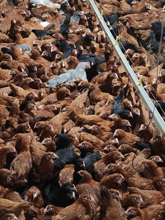 Kury nioski Rosa z pierwszym jajkiem. Dominant i Leghorn. Dowóz Gratis