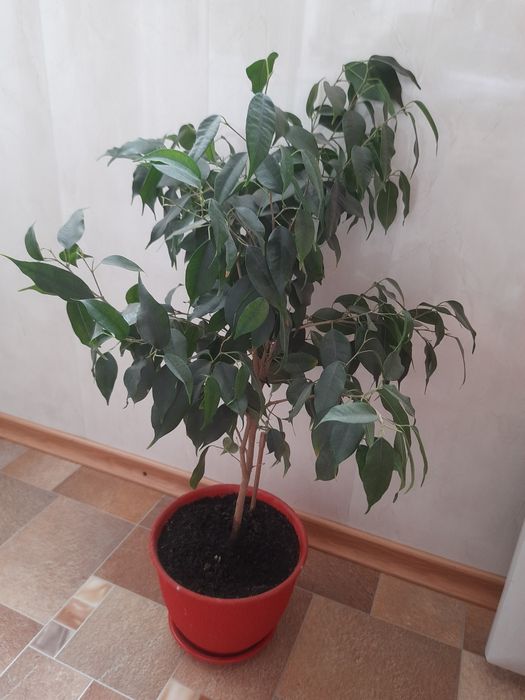 Фікус Бенджаміна молодий