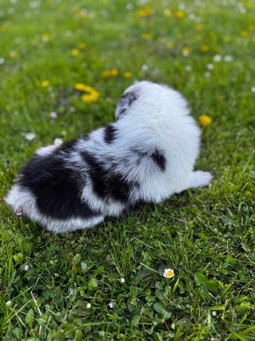 Border Collie FCI chłopak blue merle tri