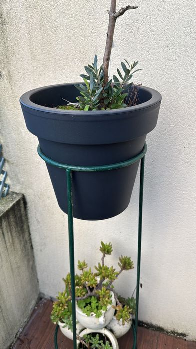 Planta com suporte