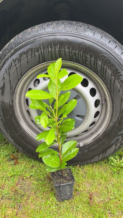 laurowisnia novita P9 40-50 cm