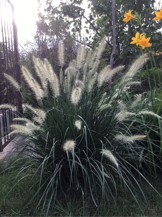 Декоративная трава