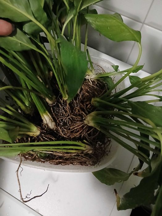 Кімнатна квітка Спатіфілум