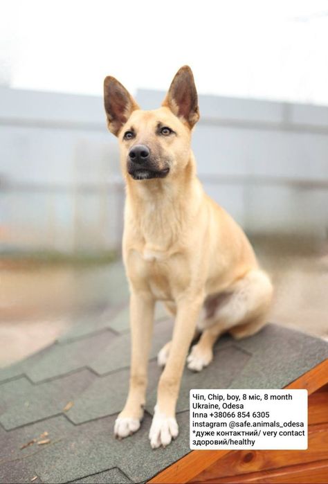 Отдам даром в добрые руки щенка метис овчарки