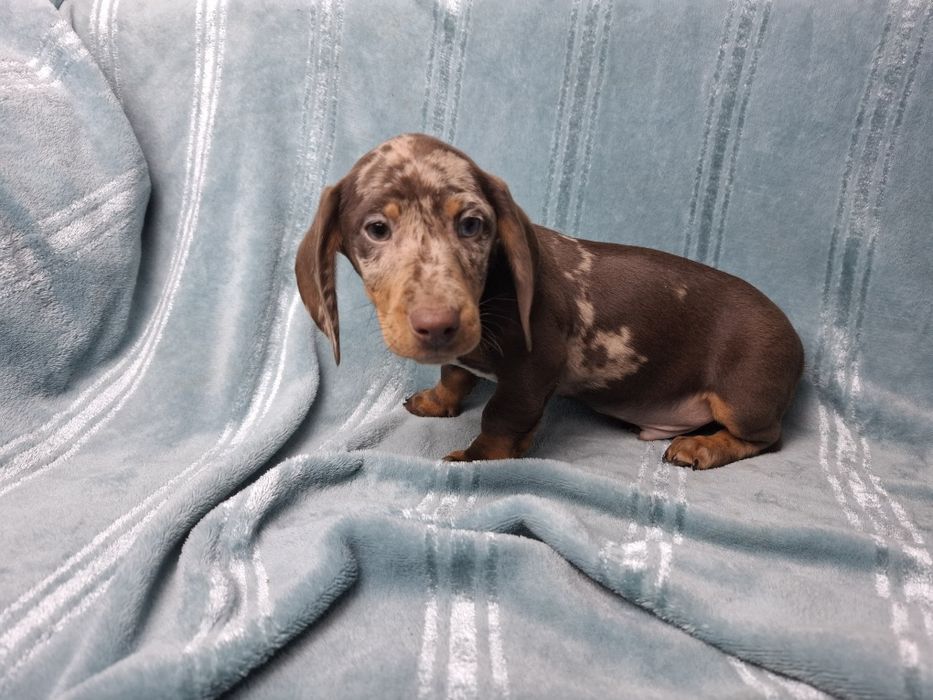 jamnik miniaturowy piesek merlle choco