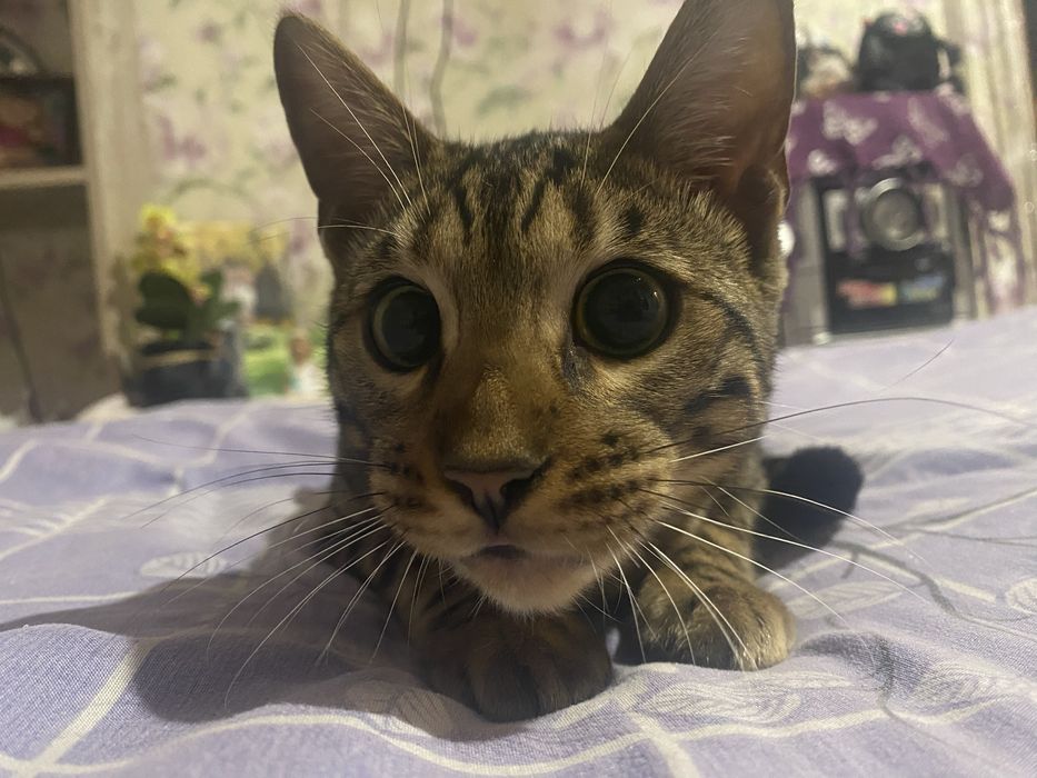 Бенгал ищет невесту