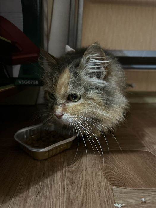 Кішечка стерилізована молода дуже лагідна