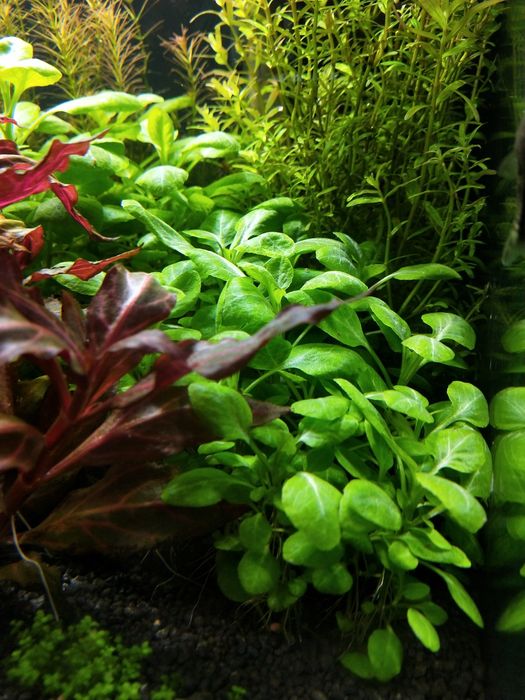 Lobelia Cardinalis sp. Mini (Stroiczka kardynalska )