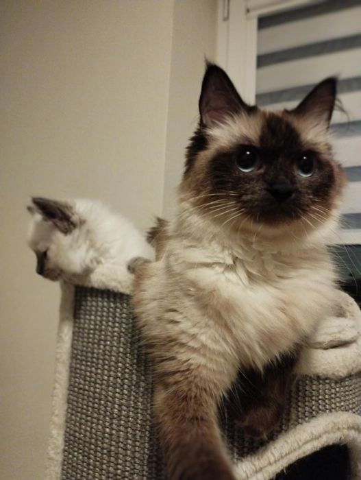 Kotka  kot Ragdoll