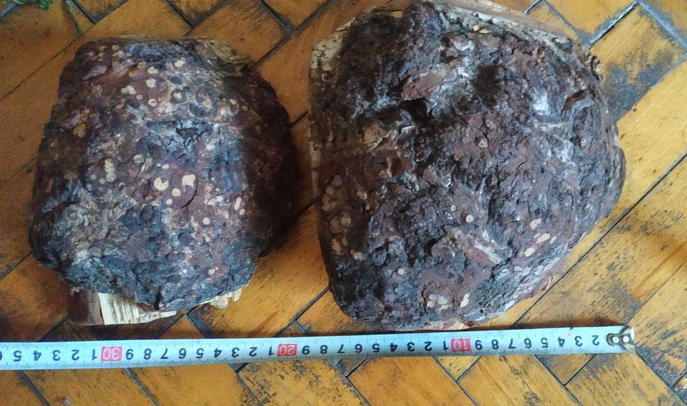 Кап, сувель дерево