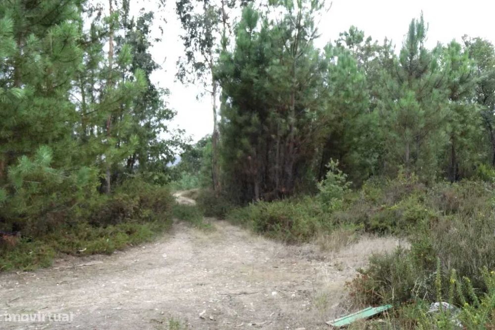 Grande Propriedade Arganil-Bairro da Gândara com 70 Mts Frente estrada