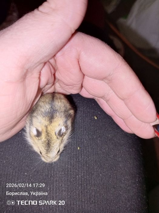 Продам хом'яків джунгариків