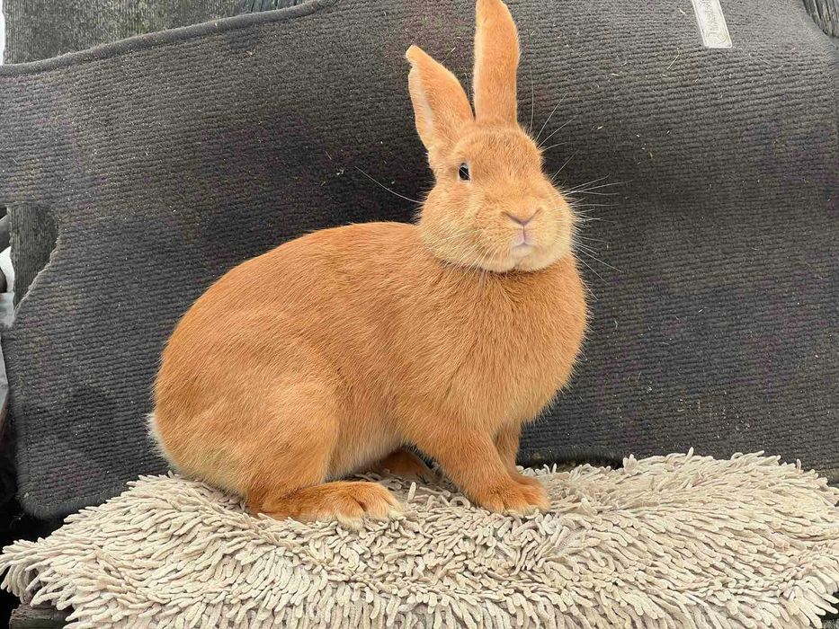 Продам кролі Бургунці