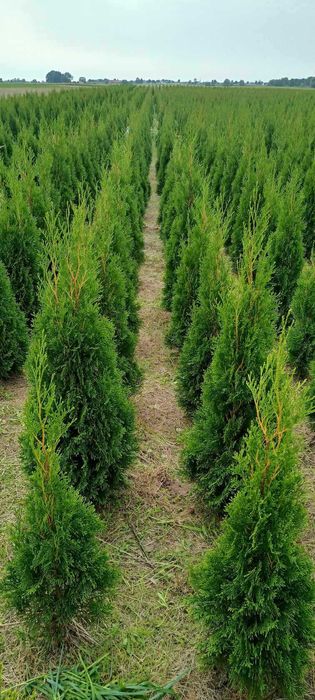 Tuje Szmaragd Świerczynek