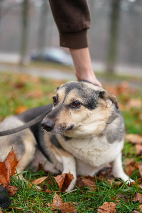 Малиш - невеличкий песик в добрі руки!