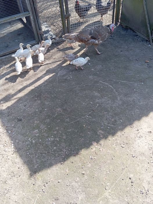 Sprzedam pisklęta indyka