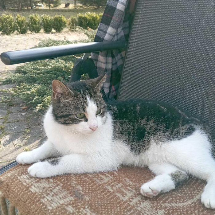 Młoda kotka szuka domku