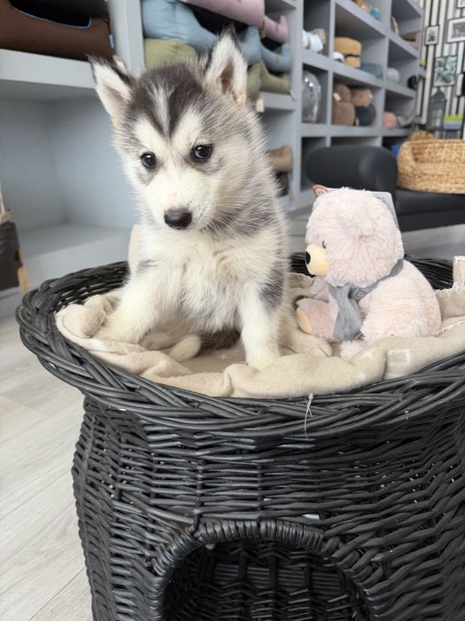 Husky  femea fantastica