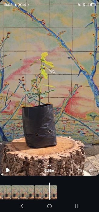 Carvalho Negral para venda. Plantas com 30-50cm