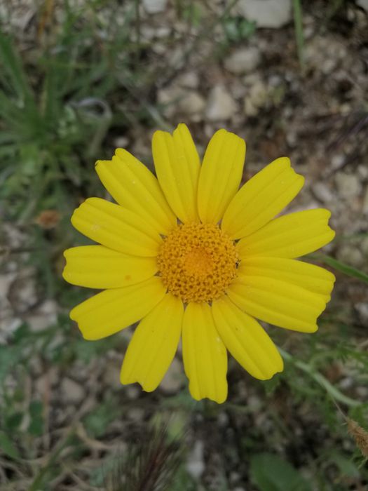 Vendo petalas de flores comestiveis a granel (malva, pampilho)