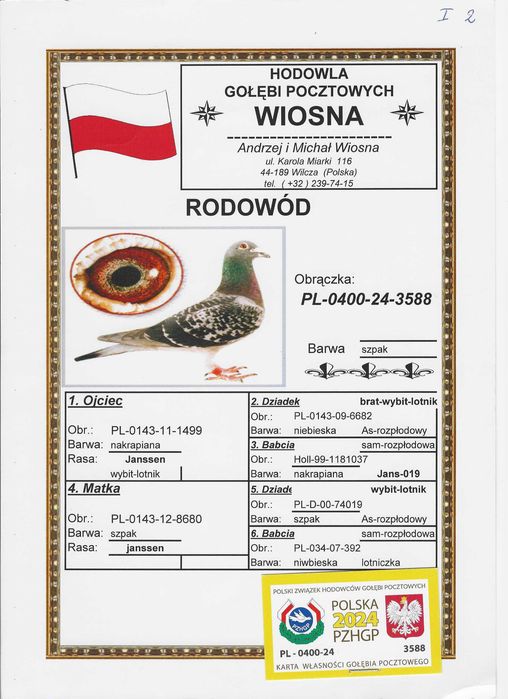 Młode Para 67 Oryg. A.M Wiosna Inbred Starego Szpaka gołębie pocztowe