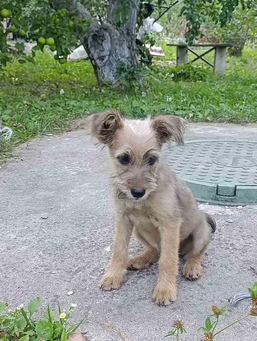 Цуценя, собачка, дівчинка