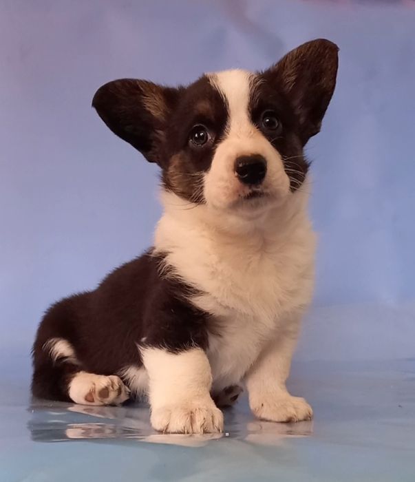 Дівчінка красуня  коргі кардіган.