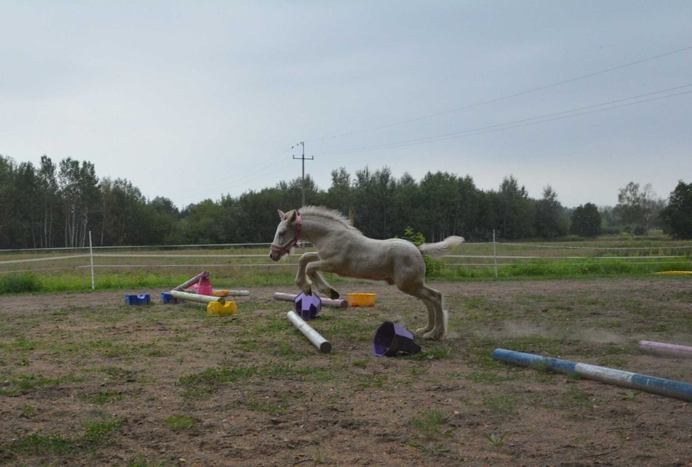 Wyjątkowy ogierek IRISH COB – MAGIC KASZMIR