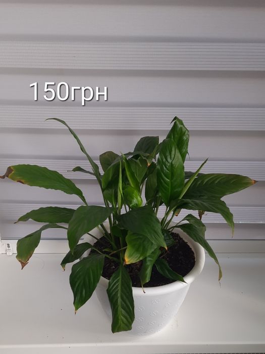 Суперціна!!! Вазони, продаж без ринок