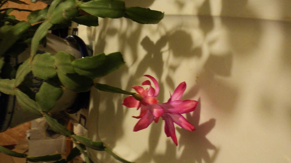 Шлюмбергера (зигокактус, Рождественник)