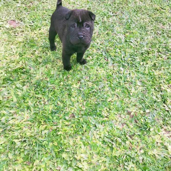 Shar pei macho negro