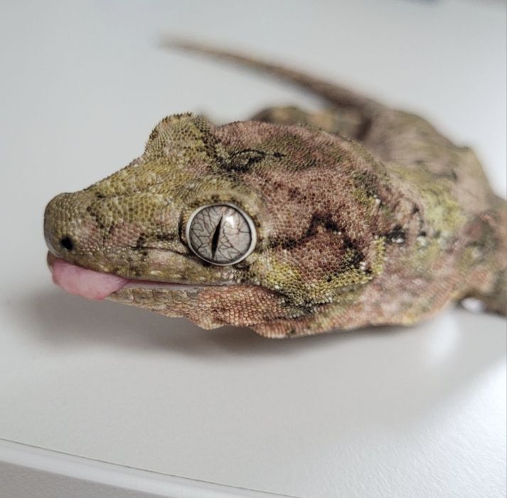 Gekon omszały samiec z terrarium