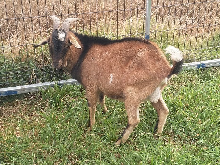 Reproduktor capek kozioł samiec