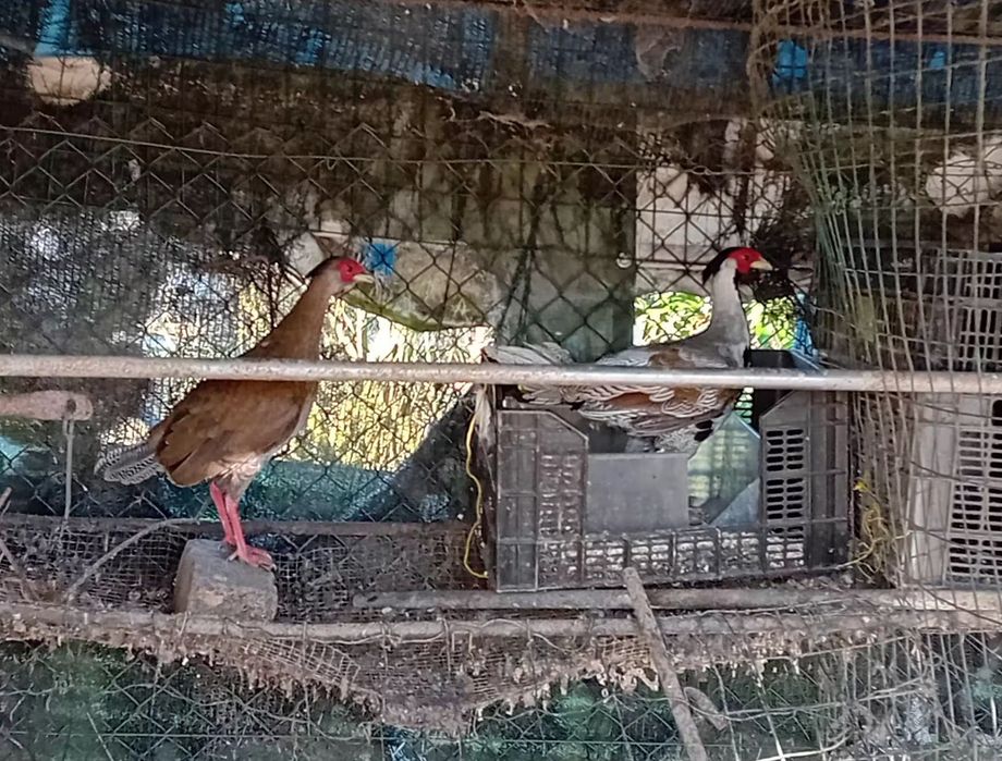 Faisões Prateados disponiveis