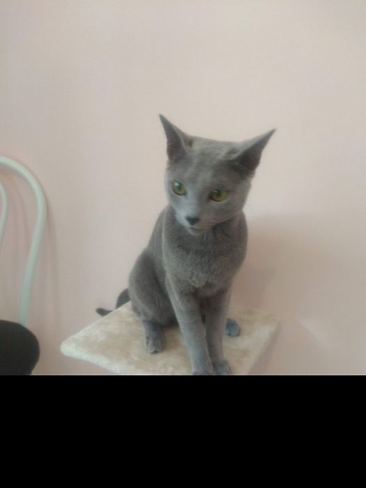 Reproduktor rosyjski niebieski