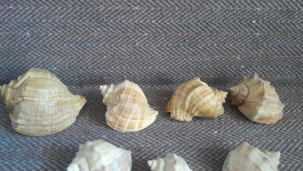 Морские ракушки.
