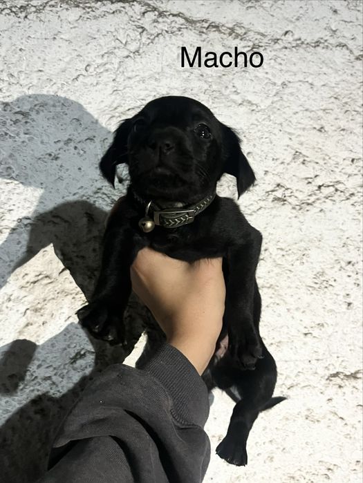 Cãezinhos Para Adoção Responsável