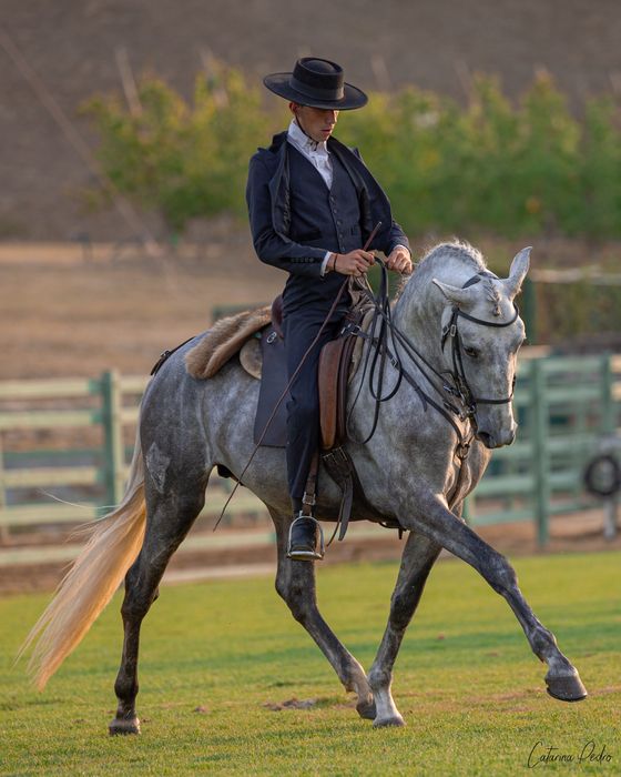 Poldro Lusitano de 4 anos