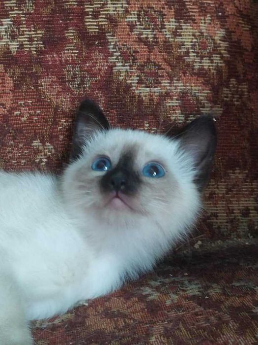 Котенята сіамські
