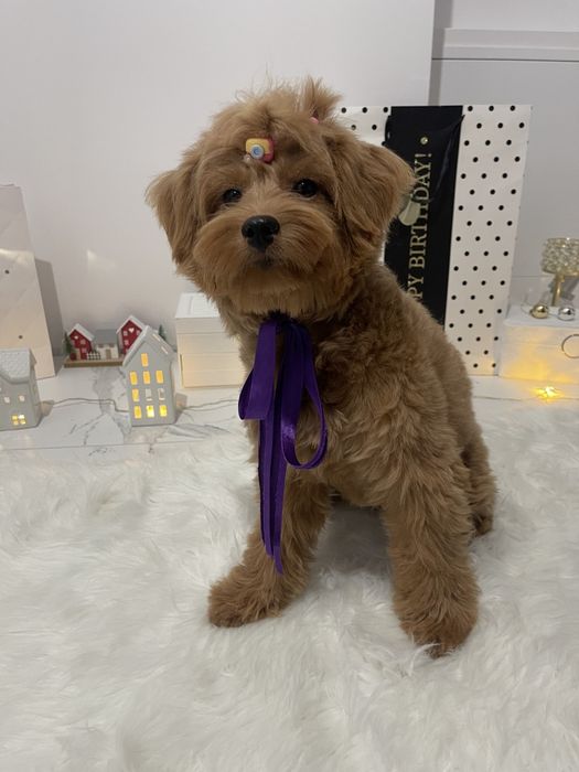 Ексклюзивні дівчатка Помапу з ідеальним характером