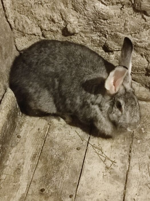 Кролики мардер каліфорнія шиншила