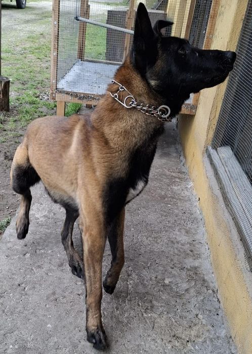 Owczarek belgijski Malinois