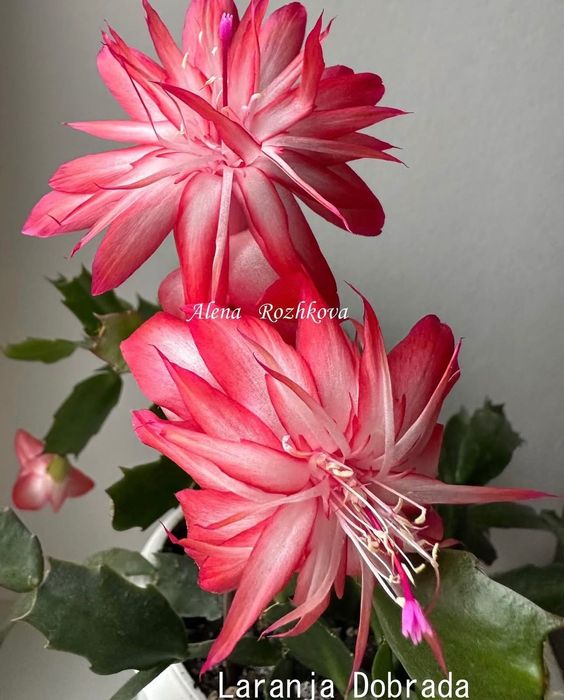 Шлюмбергера Laranja Dobrada