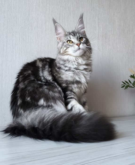 Мейн кун. Дівчинка!