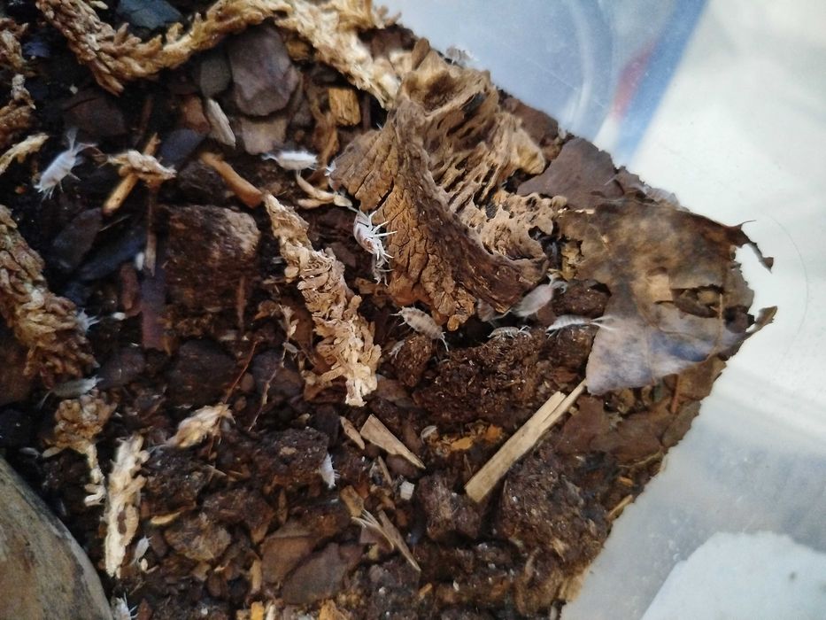 Porcellionides pruinosus ‘Red Koi’ Isopody 15 sztuk