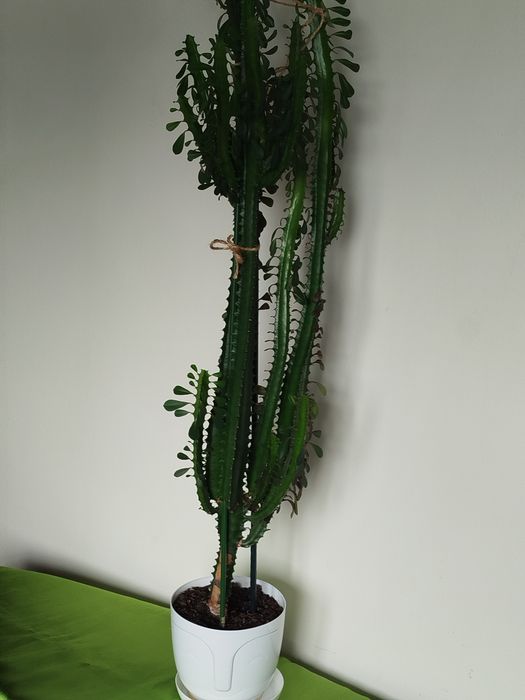 Wilczomlecz 150 cm.