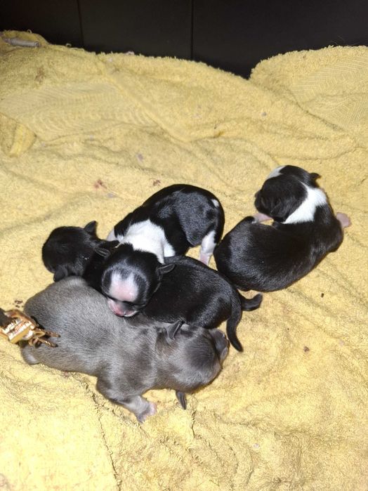 Chi słodka malutka suczka