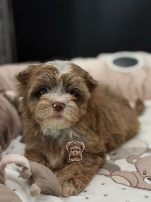 Цуценя Йорк ліловий мерле