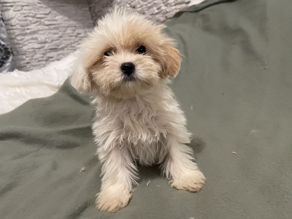 Maltipoo suczka mini